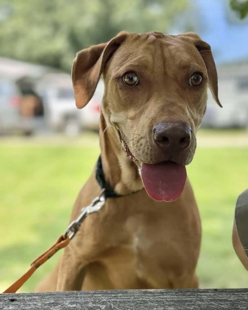 Photo of Tory, adoptable Catahoula Leopard Dog in Stover, Missouri