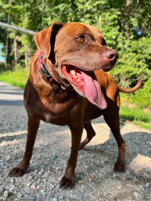 Photo of Cocoa, adoptable Labrador Retriever in Waverly, Tennessee
