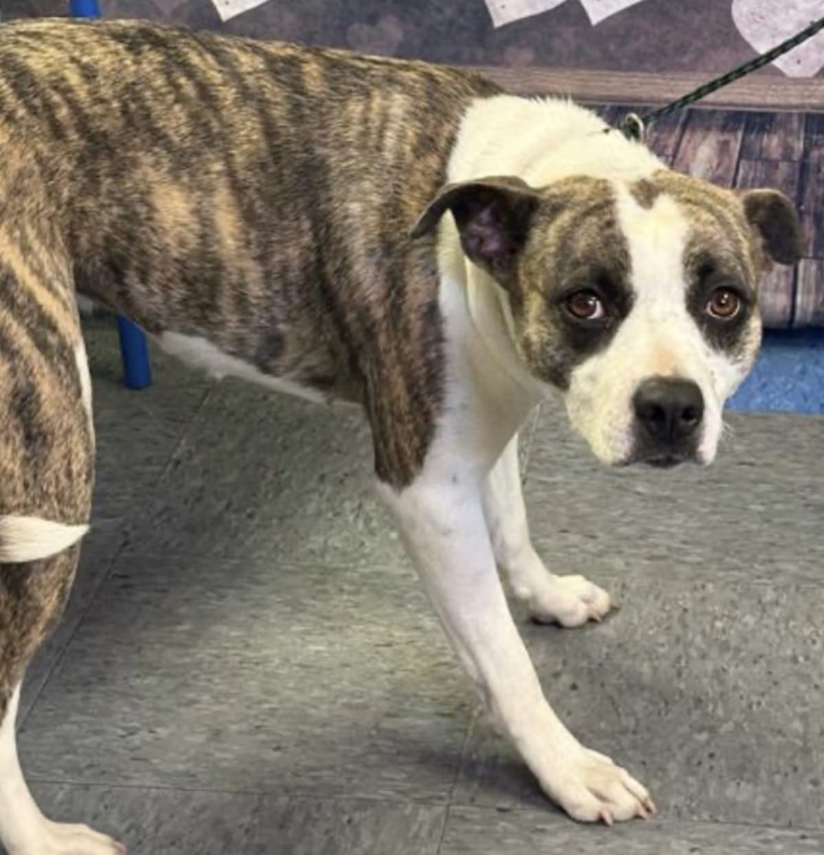 Photo of Blossom, adoptable Boxer/Pit Bull Terrier in Roseville, California
