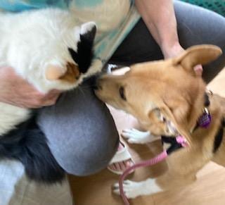 Photo of Keeley, loves to run with you, adoptable Labrador Retriever in Coventry, Connecticut