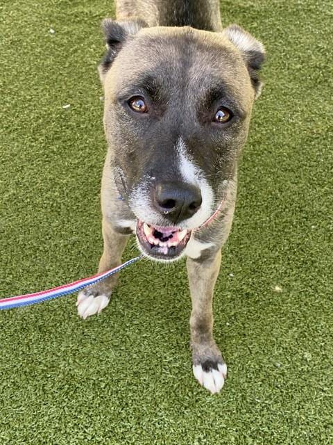 Photo of Amateresu, adoptable Siberian Husky in Fayetteville, North Carolina