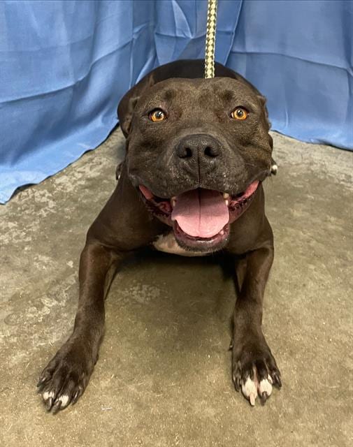 Photo of Kimberly, adoptable Pit Bull Terrier in Rosenberg, Texas