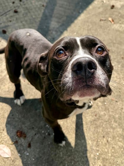 Photo of Mr.Motown, adoptable Terrier in New Orleans, Louisiana