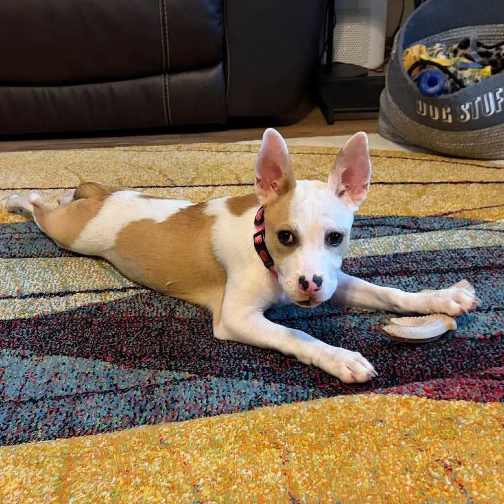 Photo of Rumi, adoptable Terrier, Pit Bull / Mixed Breed (Medium) in Alma, Wisconsin
