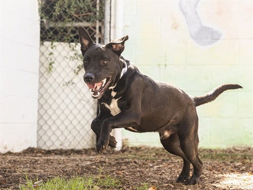 Photo of Rango, adoptable Labrador Retriever in Phoenix, Arizona