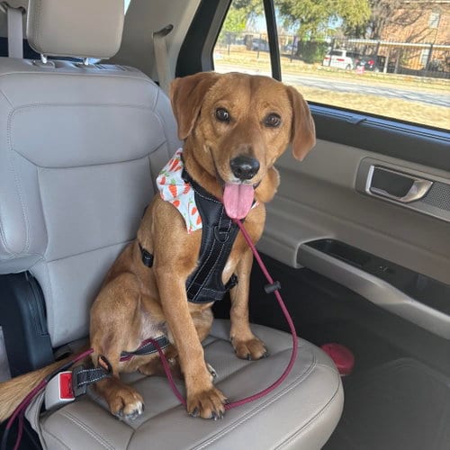 Photo of Levi IV (New Digs), adoptable Terrier in Dallas, Texas