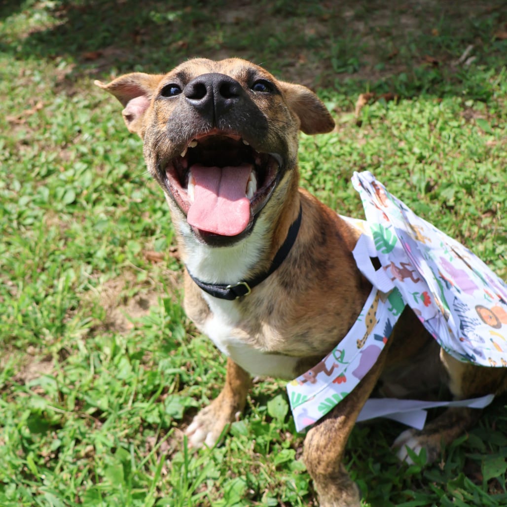 Photo of Mel, adoptable Mixed Breed (Medium) in St. Charles, Missouri