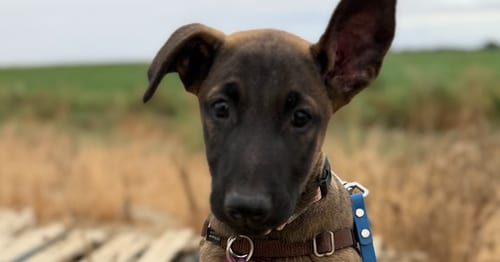 Photo of Sheila Rae- located in California, adoptable Belgian Shepherd Malinois in Imlay City, Michigan