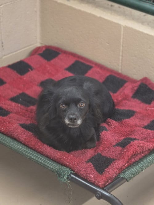 Photo of Blackbeard, adoptable Chihuahua in Yreka, California