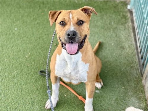 Photo of Grizz, adoptable Staffordshire Bull Terrier in Los Angeles, California