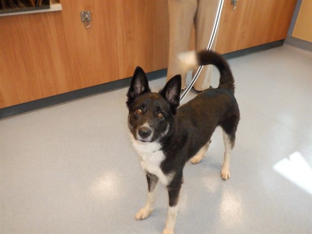 Photo of Cheddar, adoptable Australian Shepherd mix in San José, California