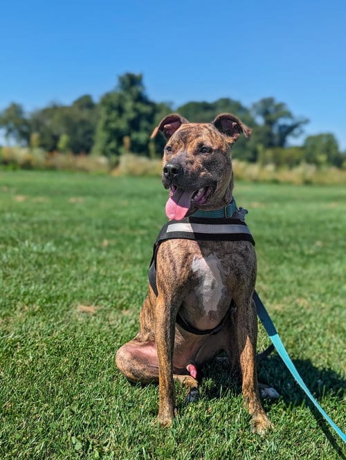 Photo of Bruno, adoptable Pit Bull Terrier in Landenberg, Pennsylvania