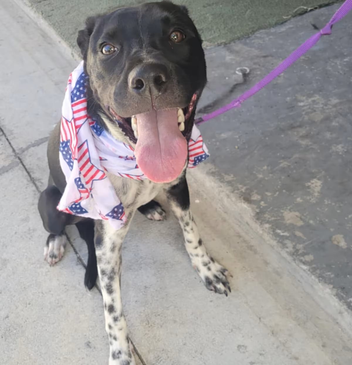 Photo of Hedwig, adoptable Pit Bull Terrier/Chow Chow in loxahatchee, Florida
