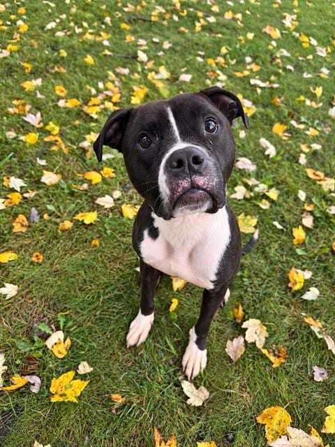 Photo of Henrietta, adoptable Pit Bull Terrier in Center Township, Pennsylvania