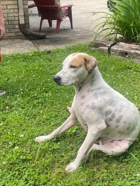 Photo of Junie, adoptable Pit Bull Terrier in Chickamauga, Georgia