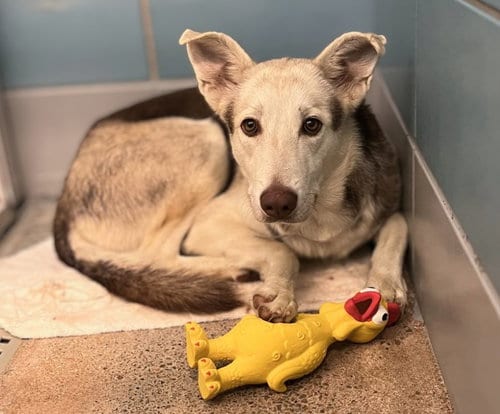 Photo of Svetlana, adoptable German Shepherd Dog in Houston, Texas