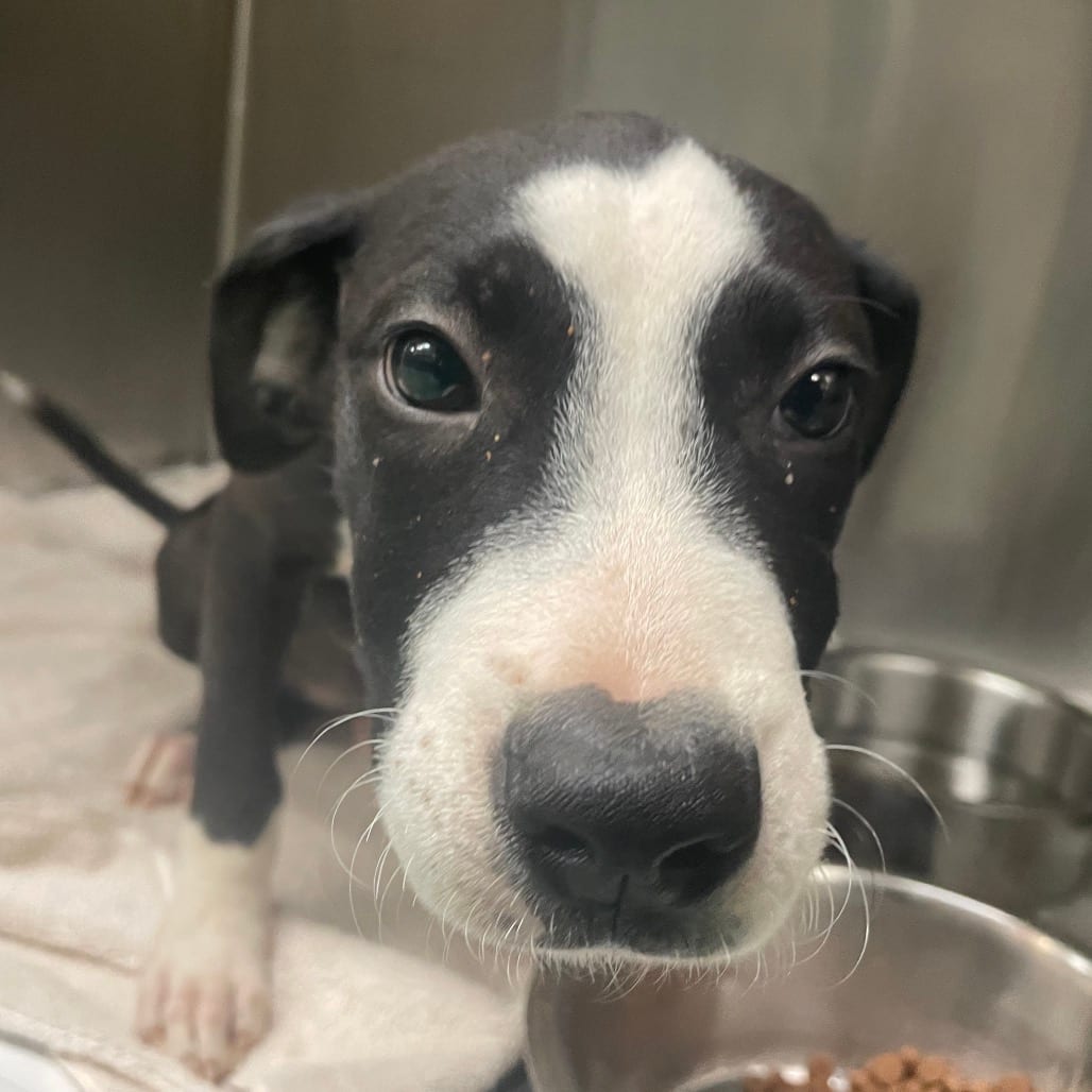 Photo of Prince, adoptable Mixed Breed (Medium)