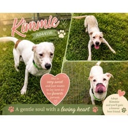 Photo of Kimmie, adoptable American Pit Bull Terrier in Texas City, Texas