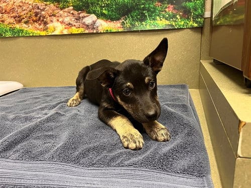 Photo of Windy, adoptable German Shepherd Dog in Moreno Valley, California