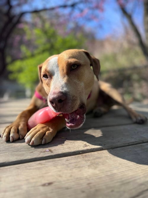 Photo of CJ, adoptable Terrier in Elmsford, New York