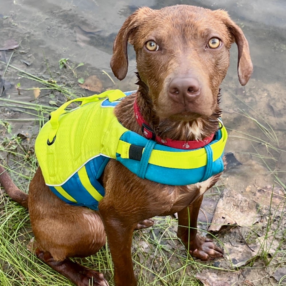 Photo of Tito, adoptable Retriever / Terrier, Pit Bull in Boonville, Missouri