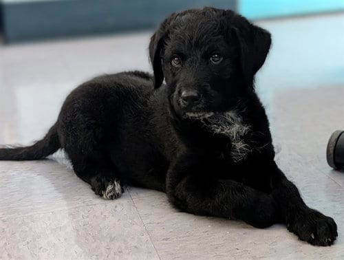 Photo of Levi, adoptable Labrador Retriever in Baldwin Park, California