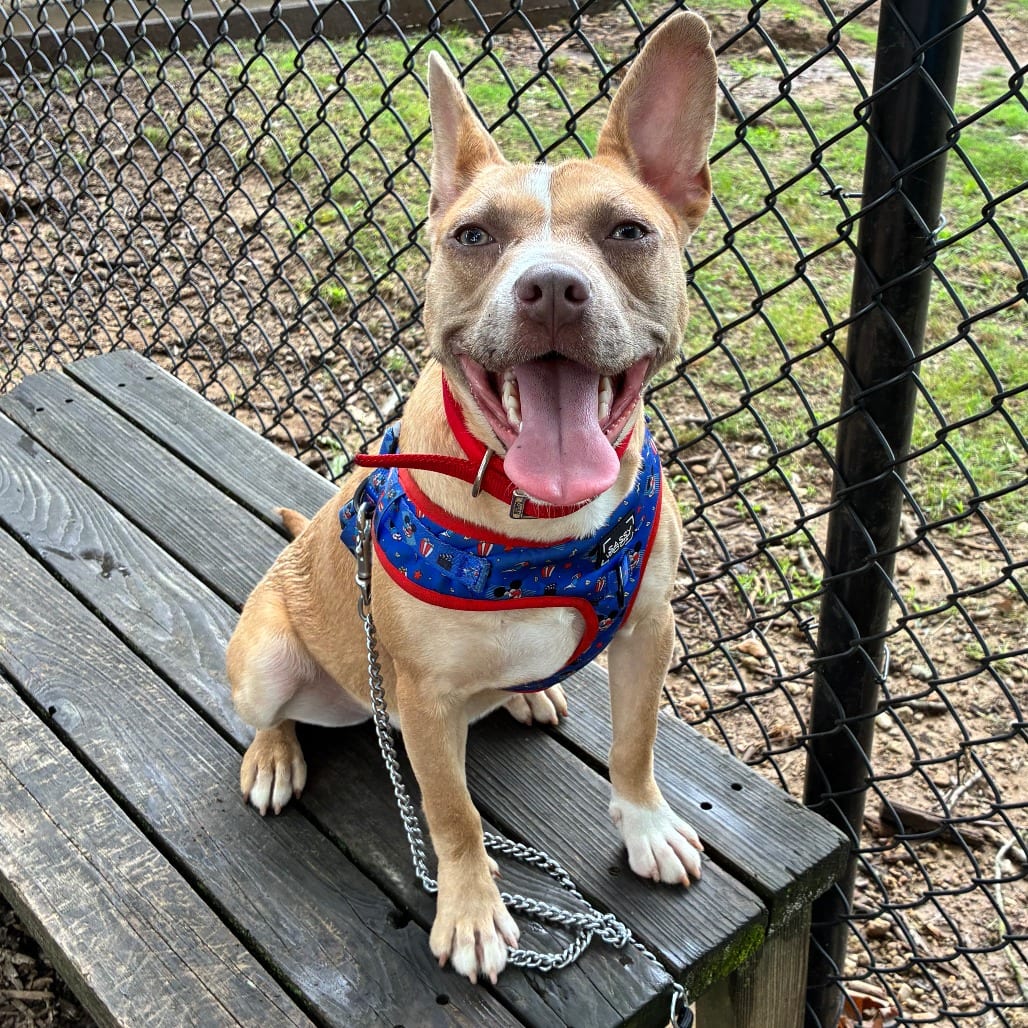 Photo of Ziva, adoptable Mixed Breed (Medium)