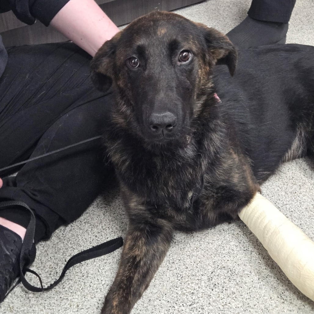 Photo of Lainey Hope, adoptable Shepherd, German / Shepherd, Belgian Malinois in Iowa and surrounding states, Iowa