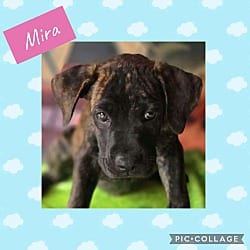Photo of Mira, adoptable Labrador Retriever in Ringwood, New Jersey