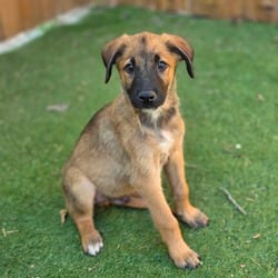 Photo of Alexander, adoptable Belgian Malinois Mixed Breed (Medium) in Hartford, Connecticut