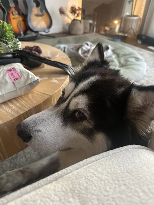 Photo of Champ, adoptable Husky in San Diego, California