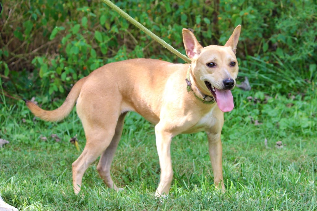 Photo of Parker, adoptable Mixed Breed in Brazil, Indiana