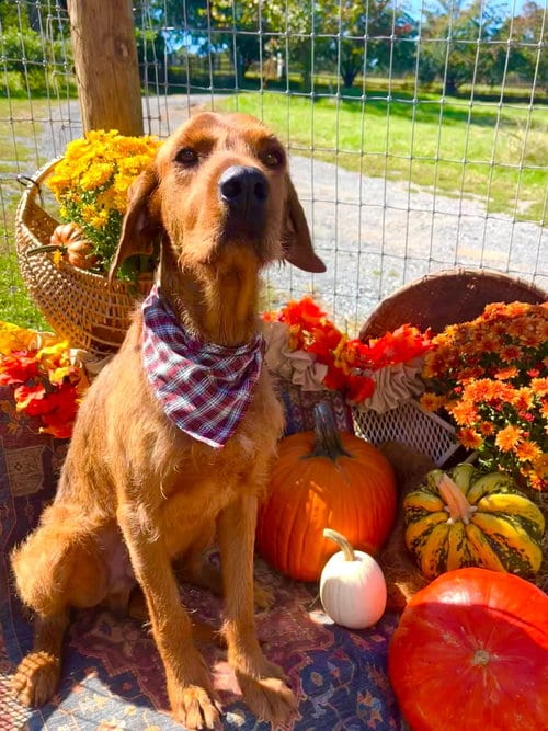 Photo of Slim Jim, adoptable Airedale Terrier in Monterey, Virginia