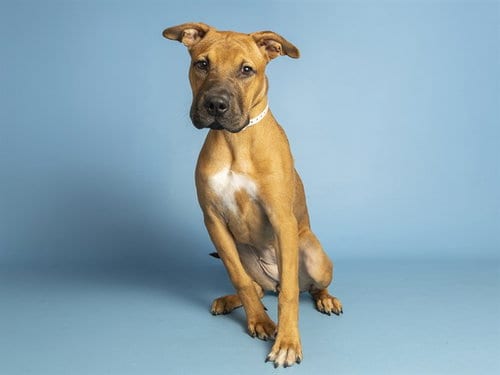 Photo of Wiggles, adoptable Chinese Shar-Pei in Phoenix, Arizona