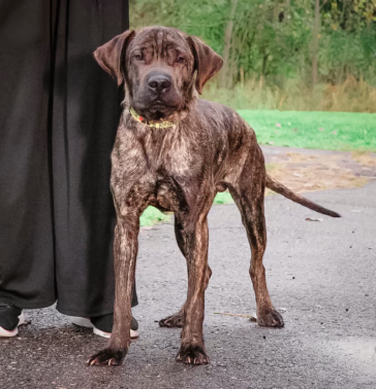 Photo of Marius, adoptable Cane Corso in Ann Arbor, Michigan