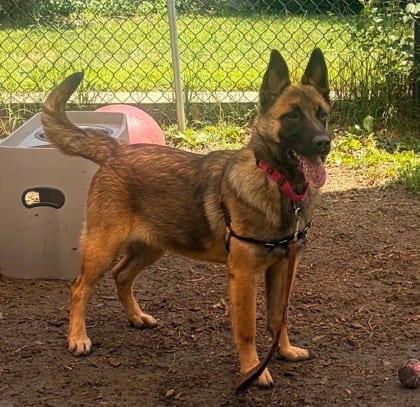 Photo of Mia, adoptable Belgian Malinois/German Shepherd in Annapolis, Maryland