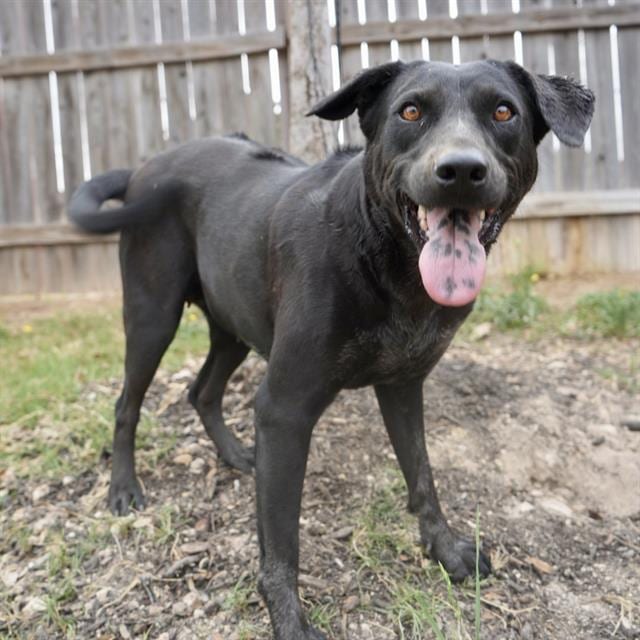 Photo of Myra, adoptable dog in San Antonio, Texas