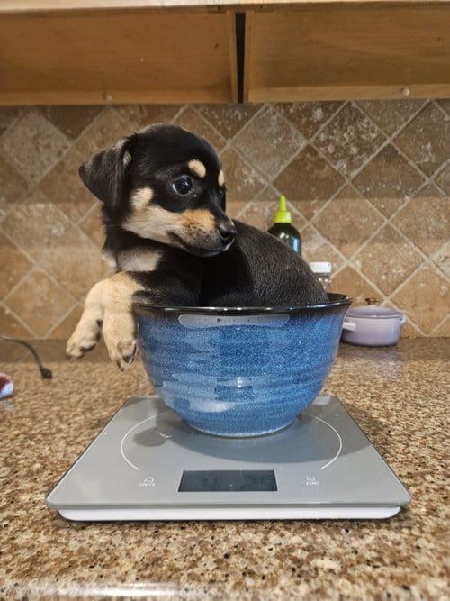 Photo of Daisy stevens, adoptable Chihuahua in The Woodlands, Texas