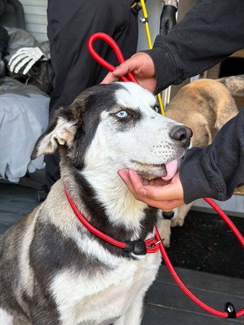 Photo of Troubles, adoptable Siberian Husky in Fremont, California