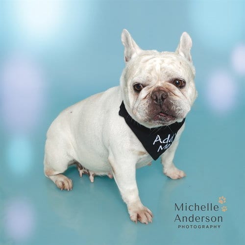 Photo of Aria, adoptable French Bulldog in Corona, California