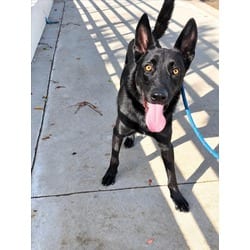 Photo of Muchtar, adoptable Belgian Malinois in Chatsworth, California