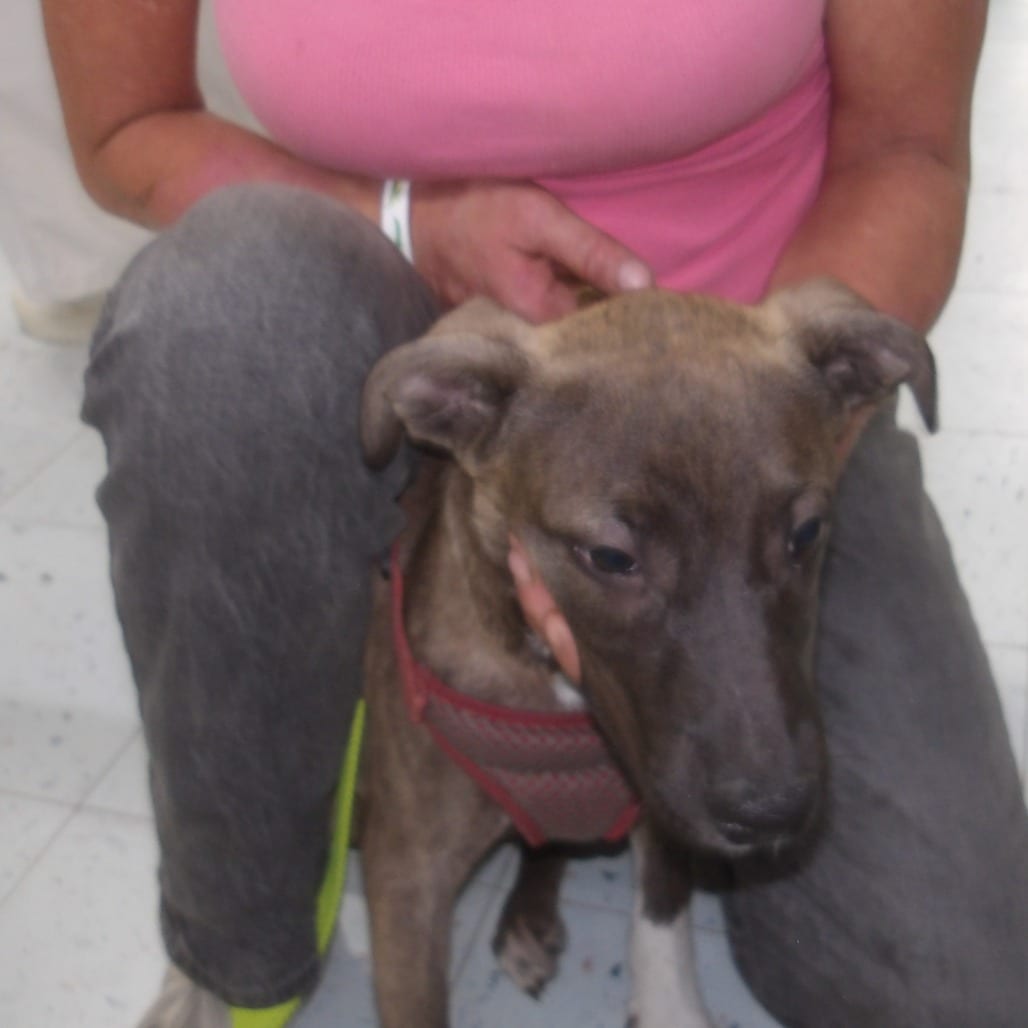 Photo of Baby Girl, adoptable Mixed Breed (Medium)