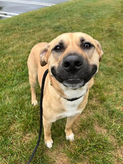 Photo of Doug Athens, adoptable Black Mouth Cur in Rockaway, New Jersey