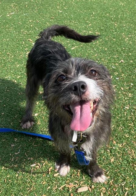 Photo of Geisel, adoptable Jack Russell Terrier (Parson Russell Terrier) in Fruit Heights, Utah