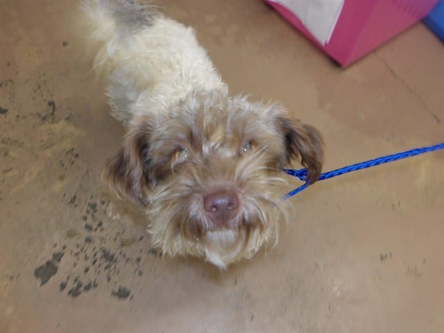 Photo of Luna, adoptable Poodle - Miniature and Shih Tzu in Chicago, Illinois