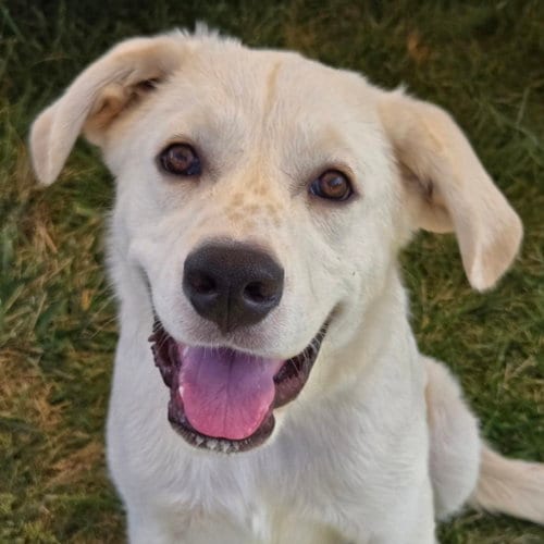 Photo of Pearl, adoptable Anatolian Shepherd in Normal, Illinois