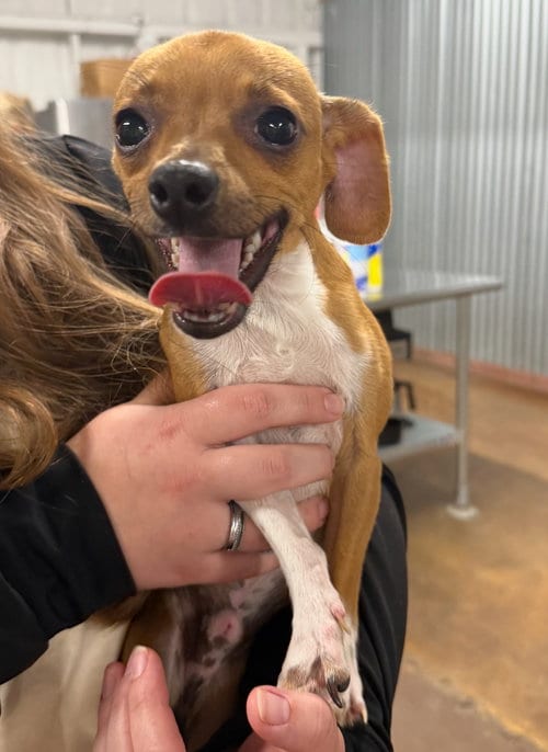 Photo of Taco, adoptable Chihuahua in Grafton, Wisconsin