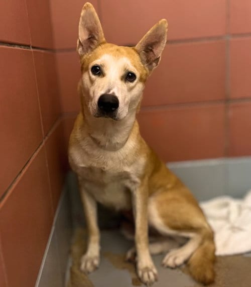 Photo of Skipper, adoptable German Shepherd Dog in Houston, Texas