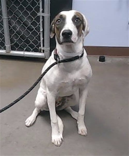 Photo of Zoe, adoptable Labrador Retriever in Phoenix, Arizona