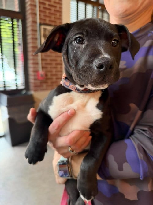 Photo of Snickers Candy Litter (Trixie mom), adoptable Terrier in Holly Springs, North Carolina